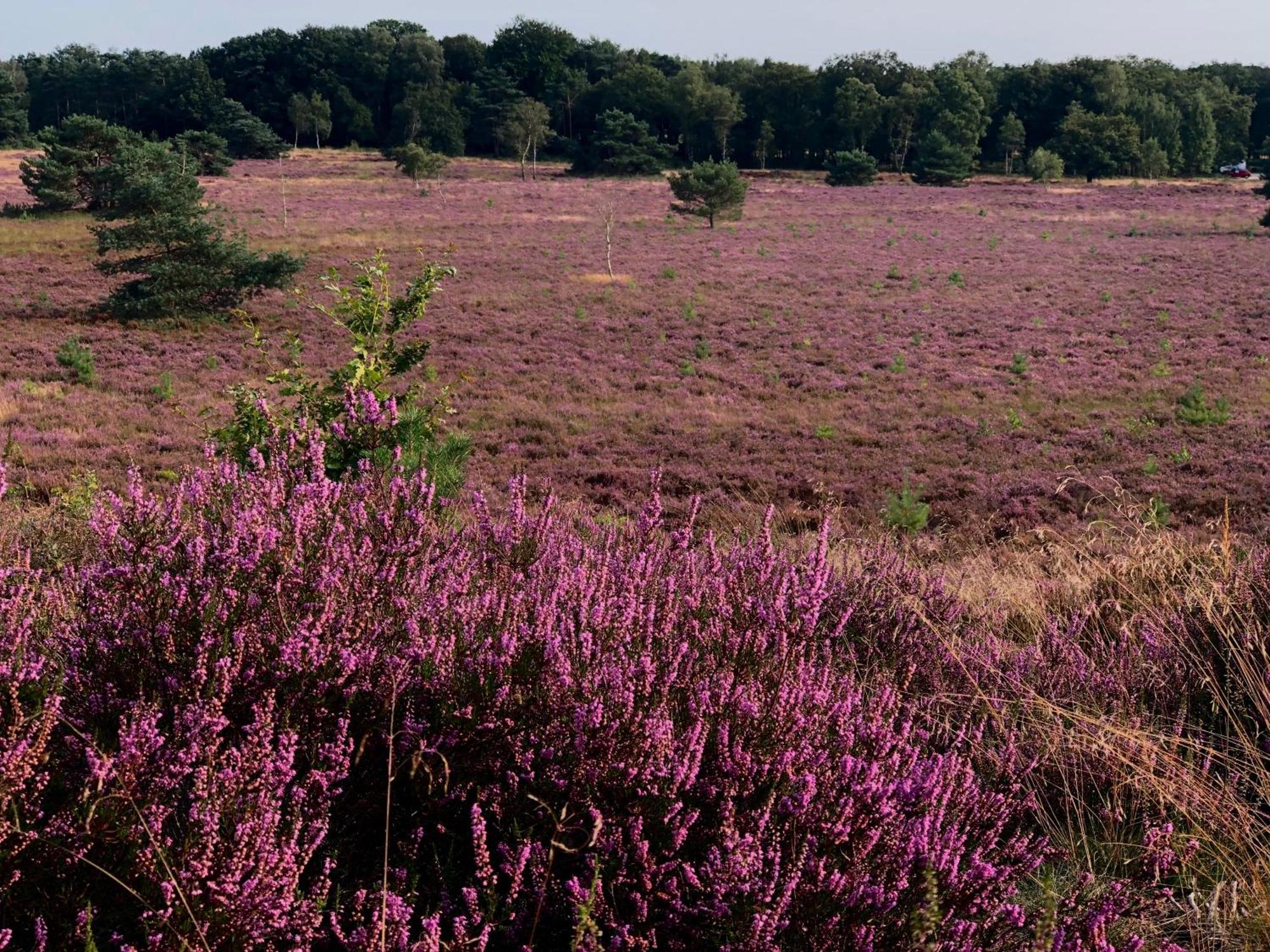 Het Natuurhuisje Op De Veluwe Nunspeet Esterno foto