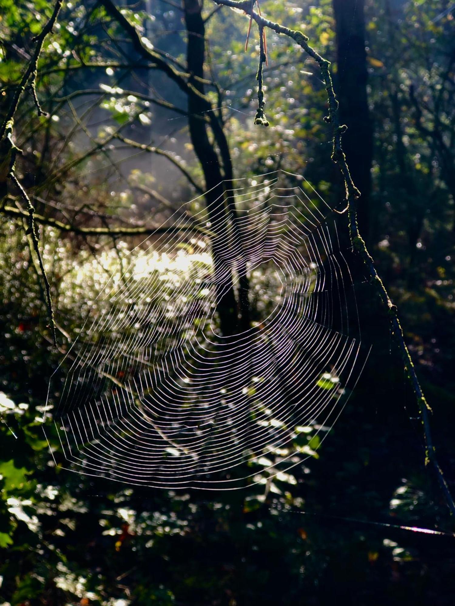 Het Natuurhuisje Op De Veluwe Nunspeet Esterno foto